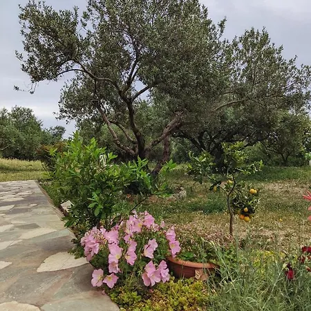 Krini And Aroma - Garden & Private Parking Мусата